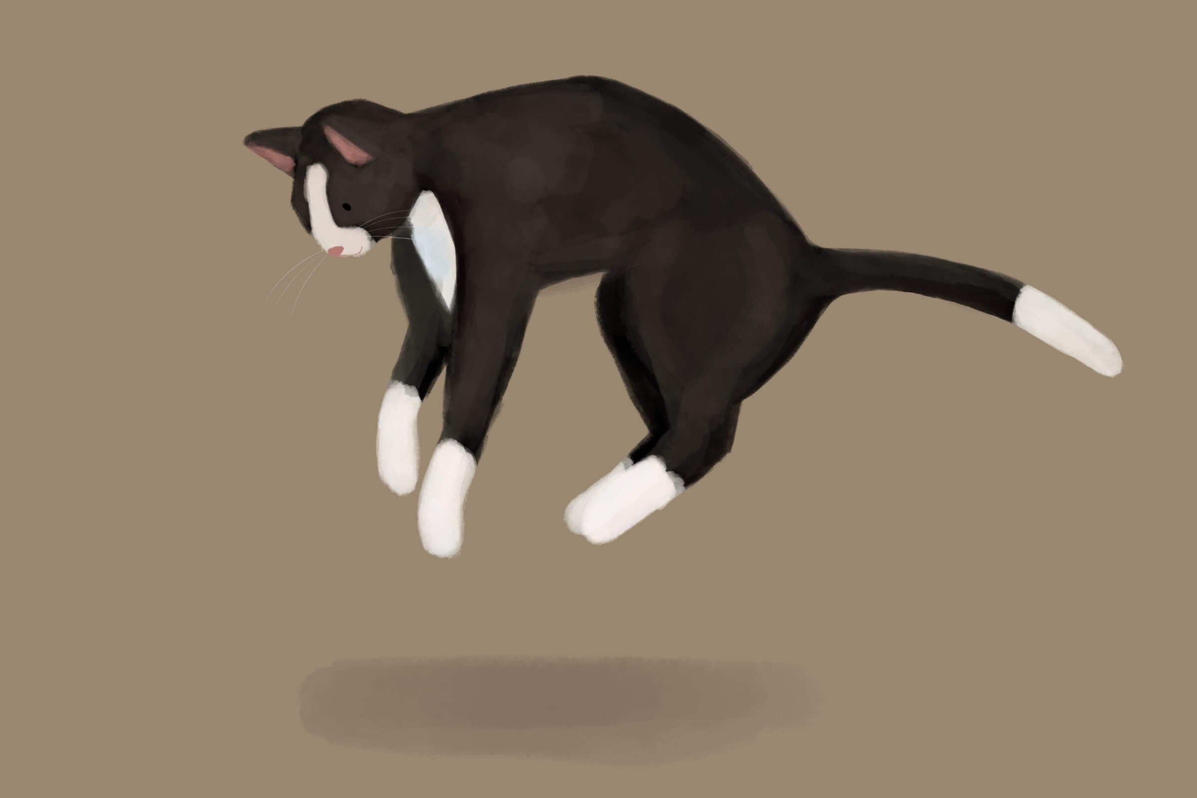 Czy kot zawsze spada na cztery łapy? Fakty i mity o kocim instynkcie