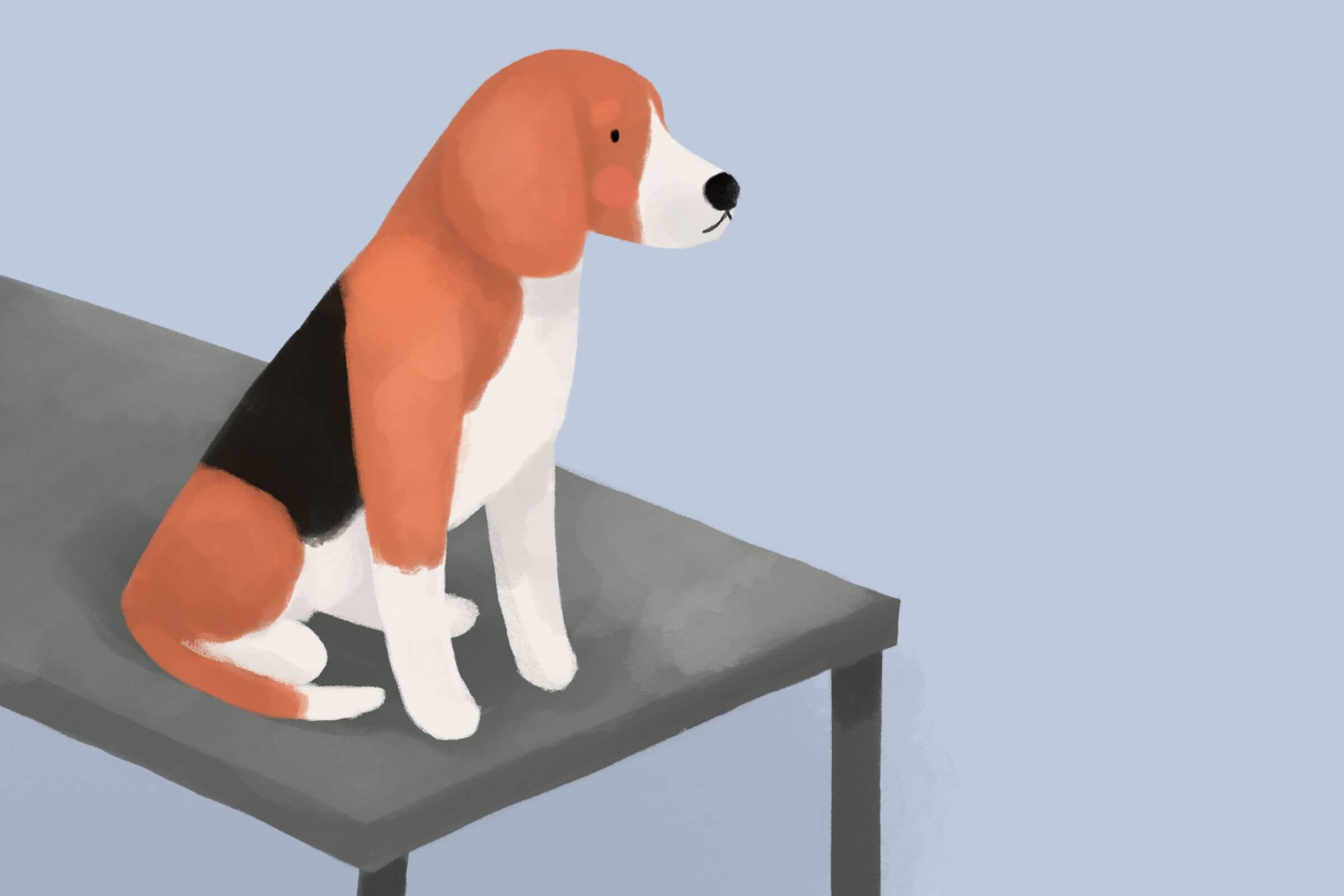 Pies siedzący na stole u weterynarza podczas badania kontrolnego.