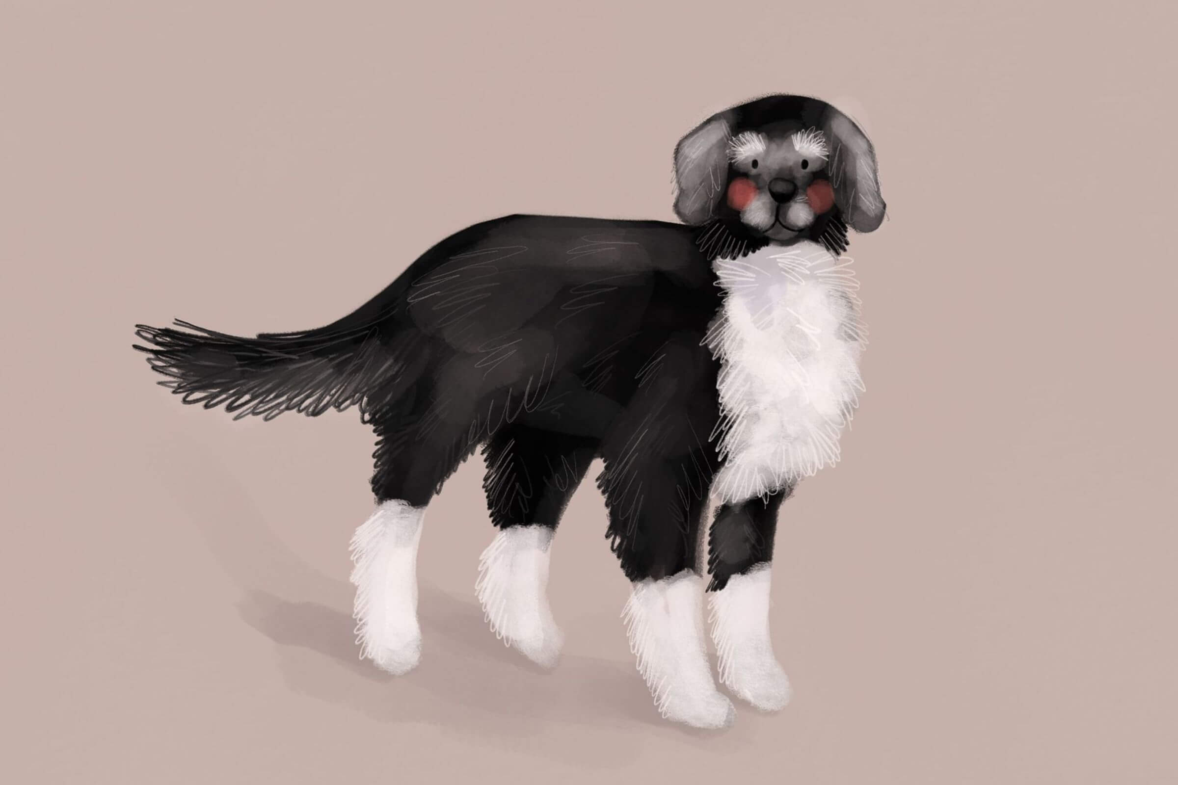 Kiedy pies staje się seniorem? Jak zmieniają się potrzeby starszego psa i jak o niego dbać