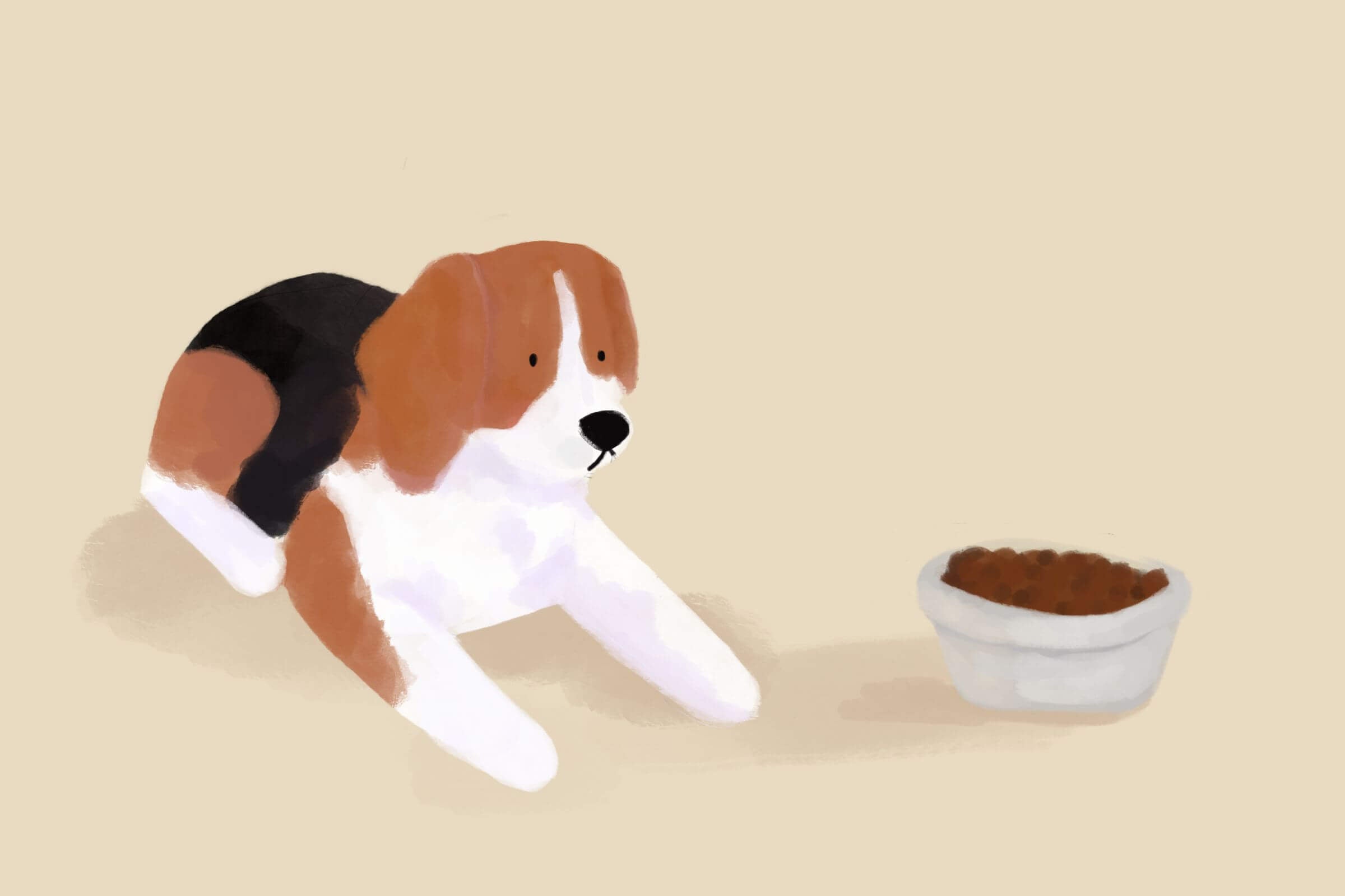 Dlaczego mój pies nie chce jeść/nie lubi suchej karmy? - sprawdzone porady dla opiekunów