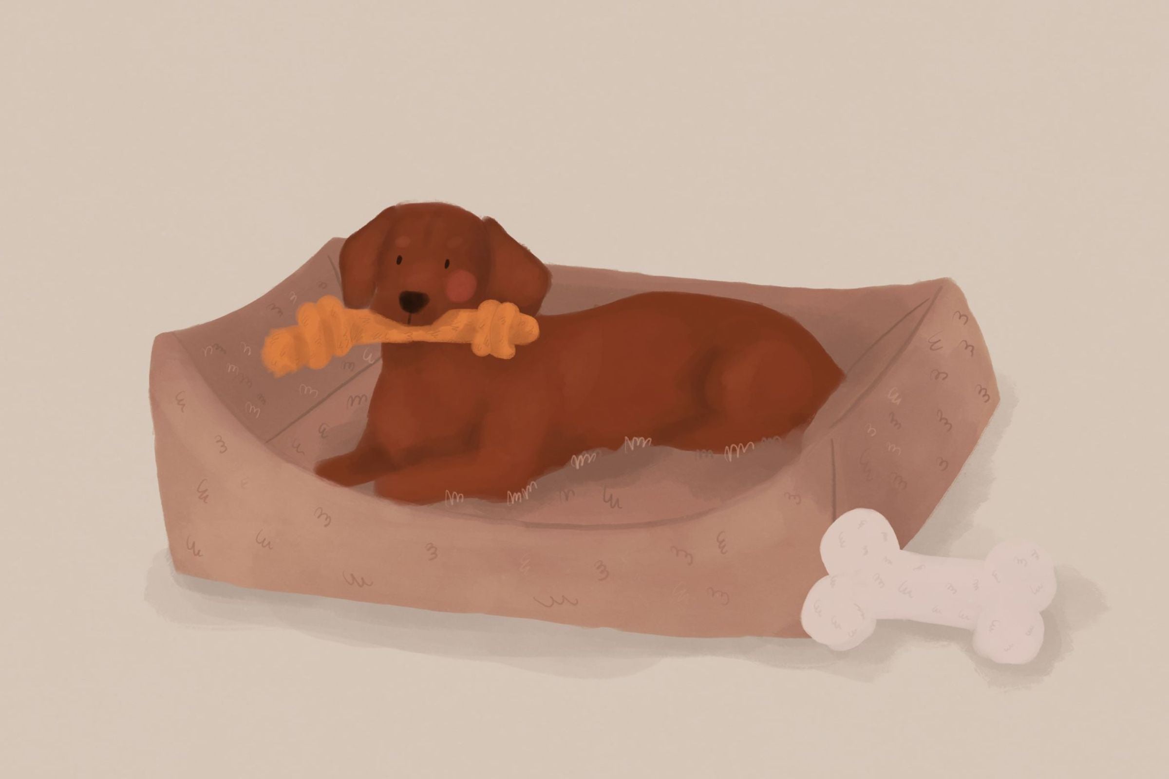 Jak stworzyć przyjazne dla psa miejsce w domu - strefa relaksu i zabawy