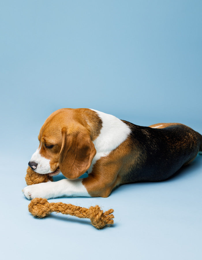 Coconut husk dog rope toy COCO