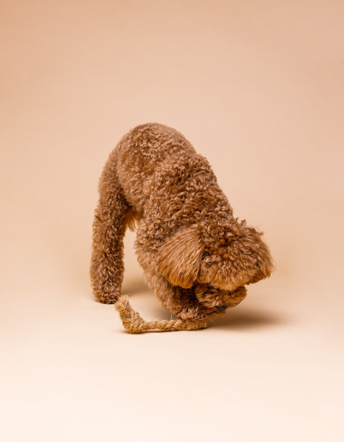 Coconut husk dog rope toy COCO