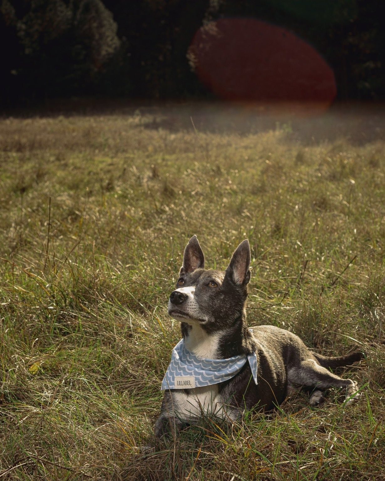 Dog bandana PERFECT WAVE