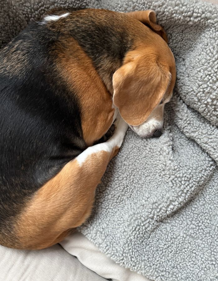 Kocyk / mata boucle dla psa HYGGE stone grey