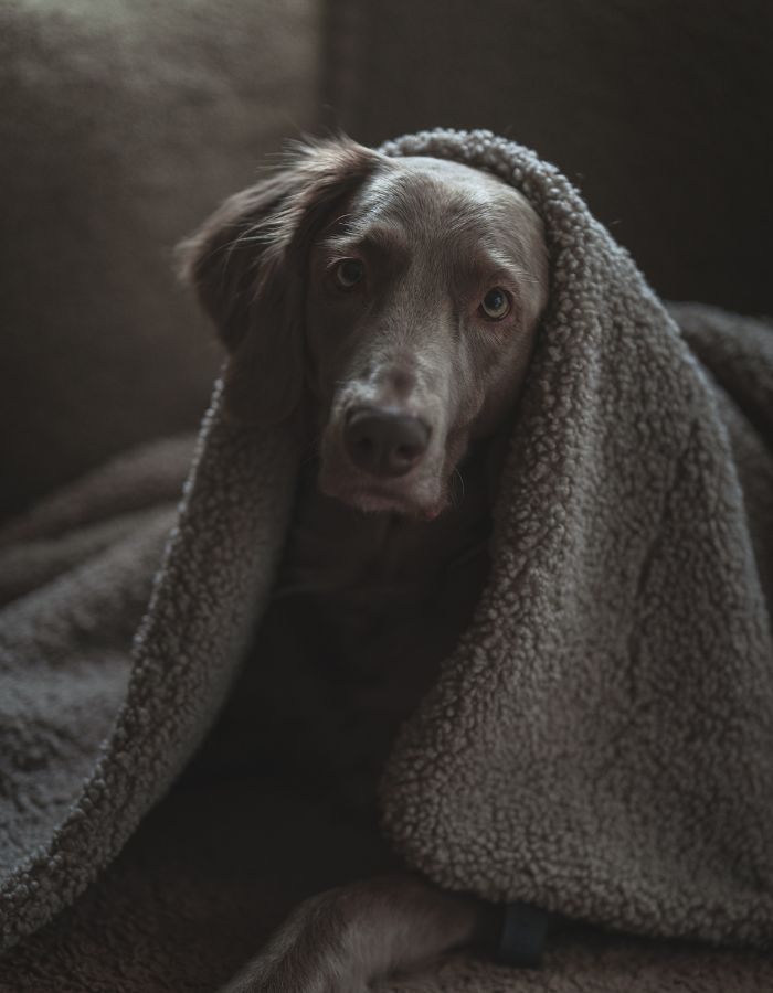 Kocyk / mata boucle dla psa HYGGE greige