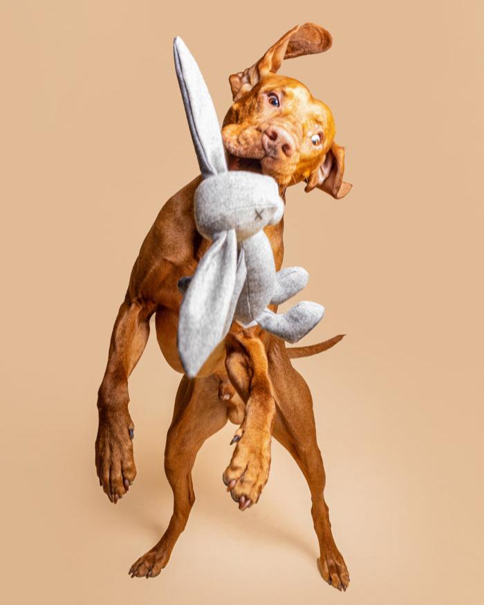 Plush dog toy RUPERT the rabbit