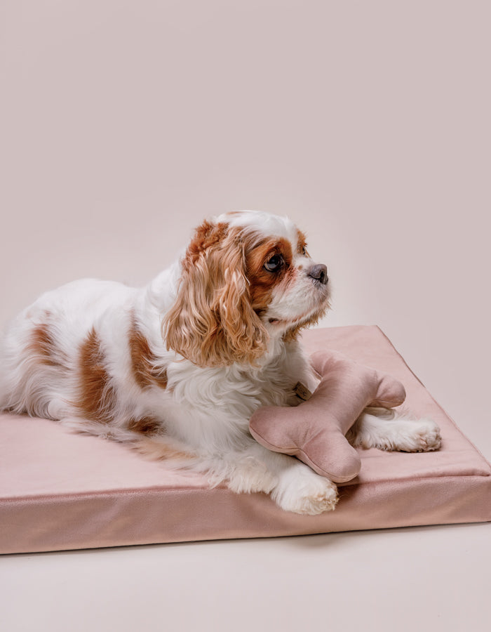 Lounger dog mat CHILL / Memory foam orthopedic bed dusty rose