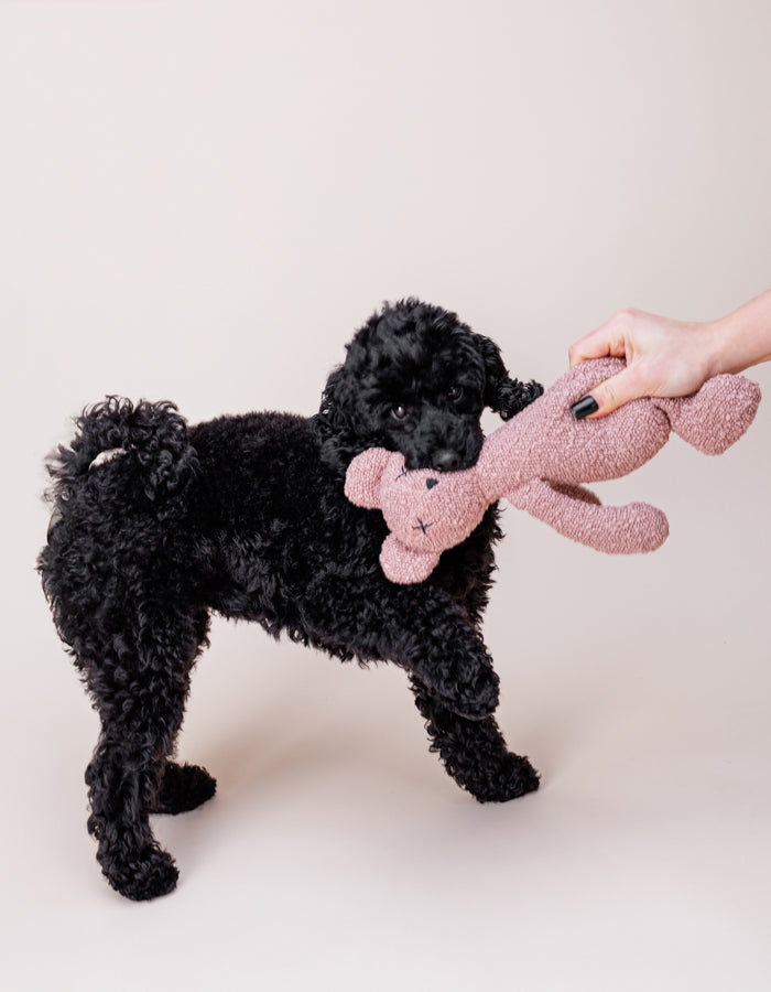 Plush toy for dog teddy bear BERTY