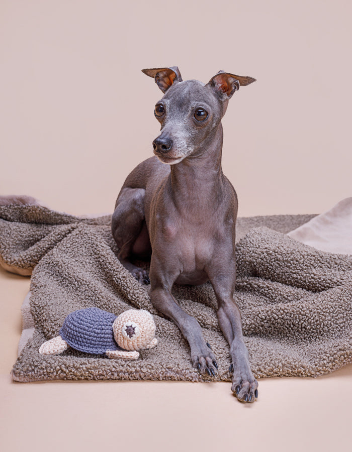 Szeleszczącą zabawka MR TURTLE nightshadow blue