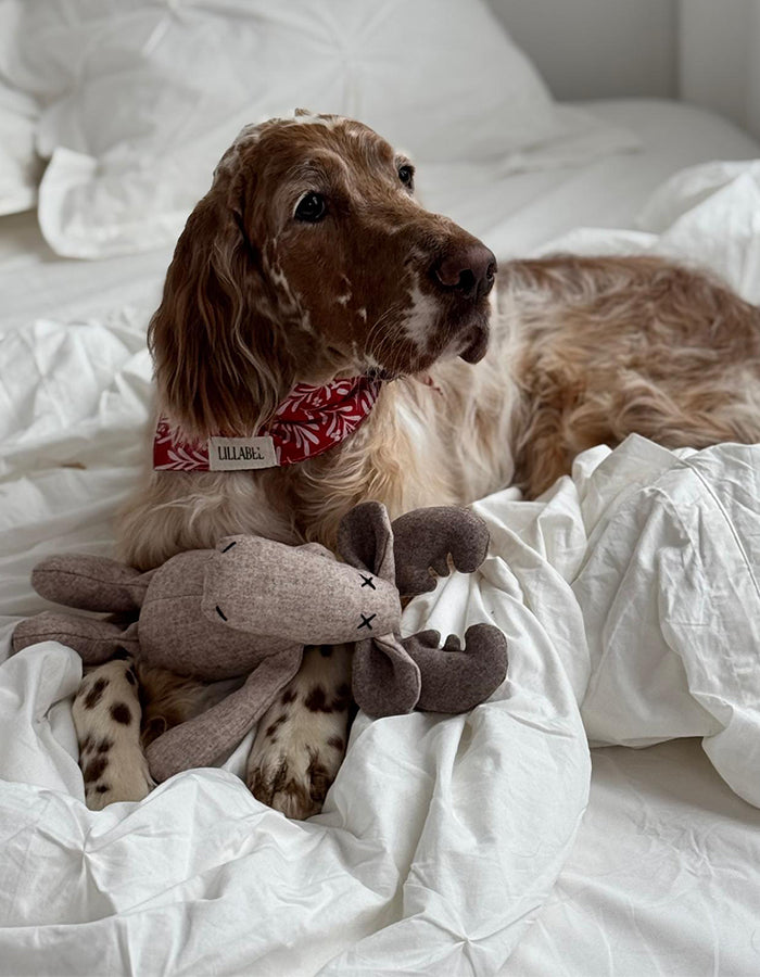 Dog bandana NOEL