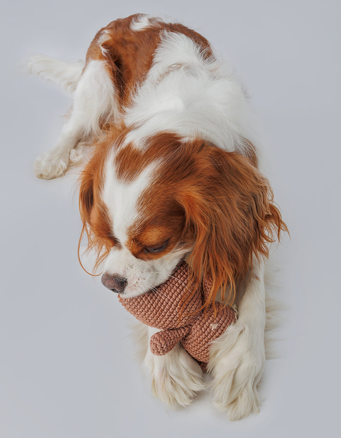 Crochet dog toy teddy bear Bruno with a squeaker