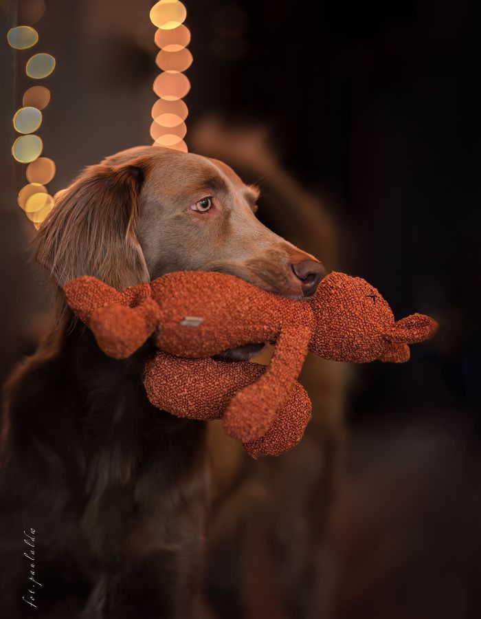 Plush dog toy LEA the squirrel