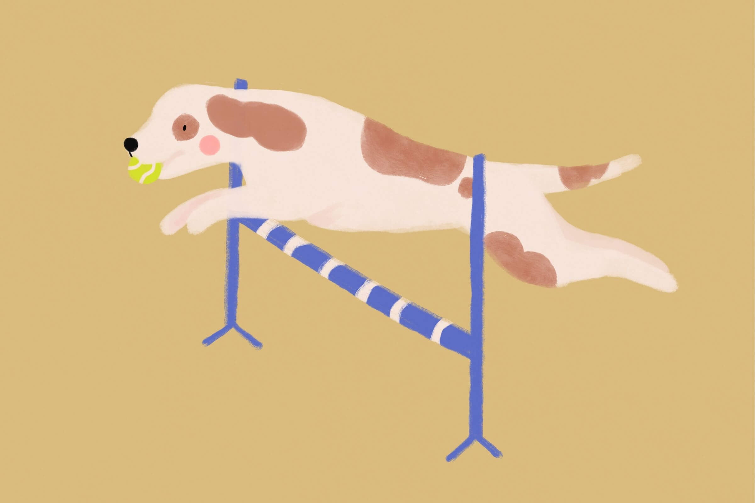 Flyball –  pełen energii drużynowy sport dla psów