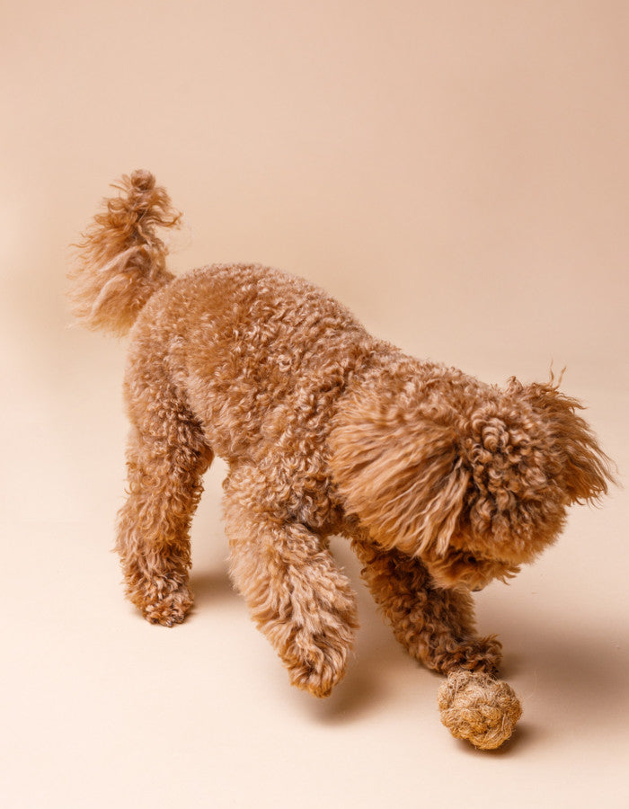 Coconut Husk Dog Ball COCO BALL