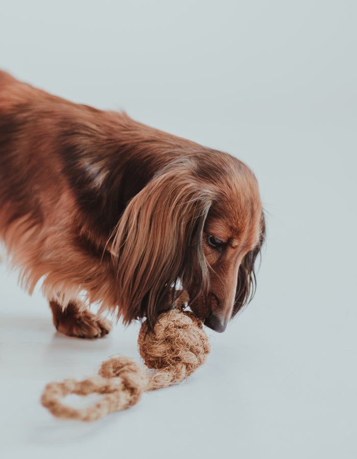 Naturalny gryzak dla psa - piłka z liną z włókna kokosowego COCO