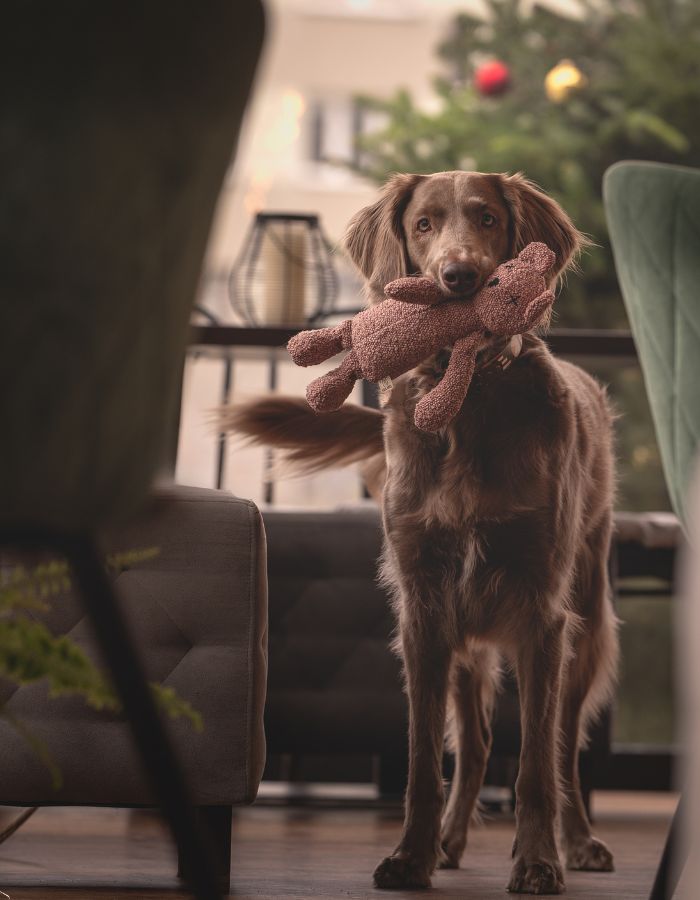 Plush toy for dog teddy bear BERTY