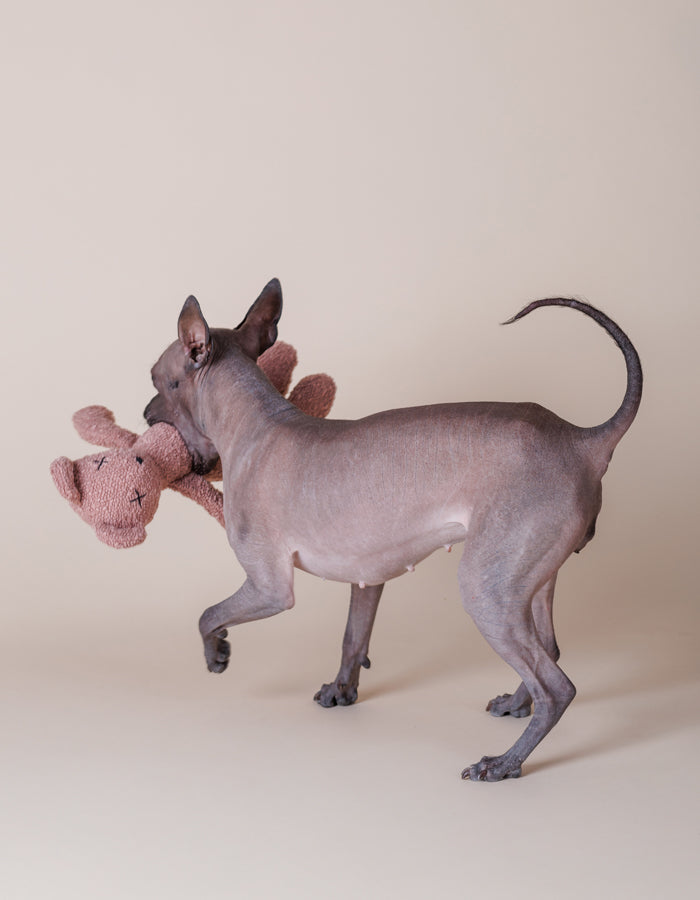 Plush toy for dog teddy bear BERTY