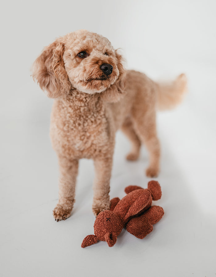 Plush dog toy LEA the squirrel  