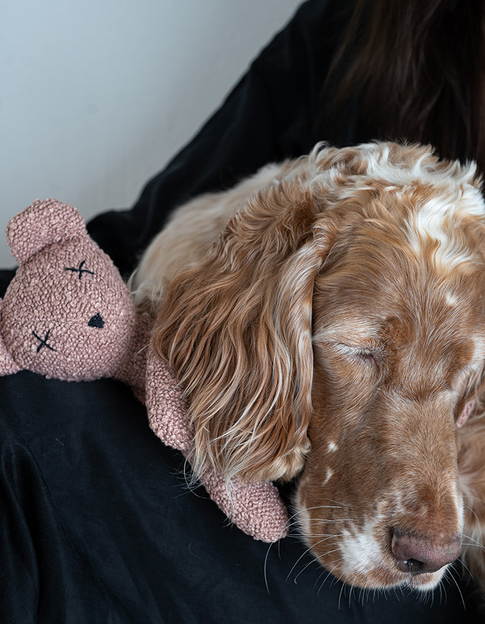 Plush toy for dog teddy bear BERTY